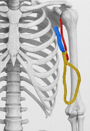 Medical Graft